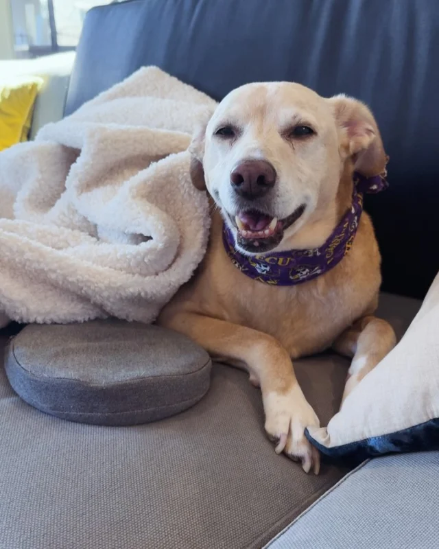 Gosh I LOVE this boy ❤️❤️❤️❤️ My sweet Rudy turned 15 yesterday, FIFTEEN!!! 

Last fall, he had a little health scare with a not so great prognosis, so we drastically ramped up his nutrition and longevity support, completely swapped his diet, addressed his detox pathways, changed his water, started using sound and PEMF frequencies, brainwave syncing, red light, beefed up his supplement routine - yes Mom and Dad pulled out all the stops!

We are lucky and grateful to report that he celebrated his birthday yesterday in style and good health, enjoying a personalized carob cake from @okraandmolly_pupcakes 🎉

He seems full of life, running zoomies and being his entertaining weirdo self every day! We don’t know how much time we have with our bubba, but we sure are grateful for every minute.

If you’re curious about what we’ve done for him in the last 6 months, here ya go:

1. One million daily hugs and kisses from Mom & Dad

2. Structured & filtered water + minerals

3. Organic, grass-fed meats + organ blends for all meals with
@intelligenceofnature for digestive support

4. Red light therapy @lightpathled and binaural beats

5. Supplements: @myvitalc ESS60
@barkandwhiskers adrenal, detox, probiotics & enzymes, inflammation & drainage support

6. PEMF & sound wave therapy @ampcoil & @myalignmat

7. Lymphatic support from lots of snuggles & petting